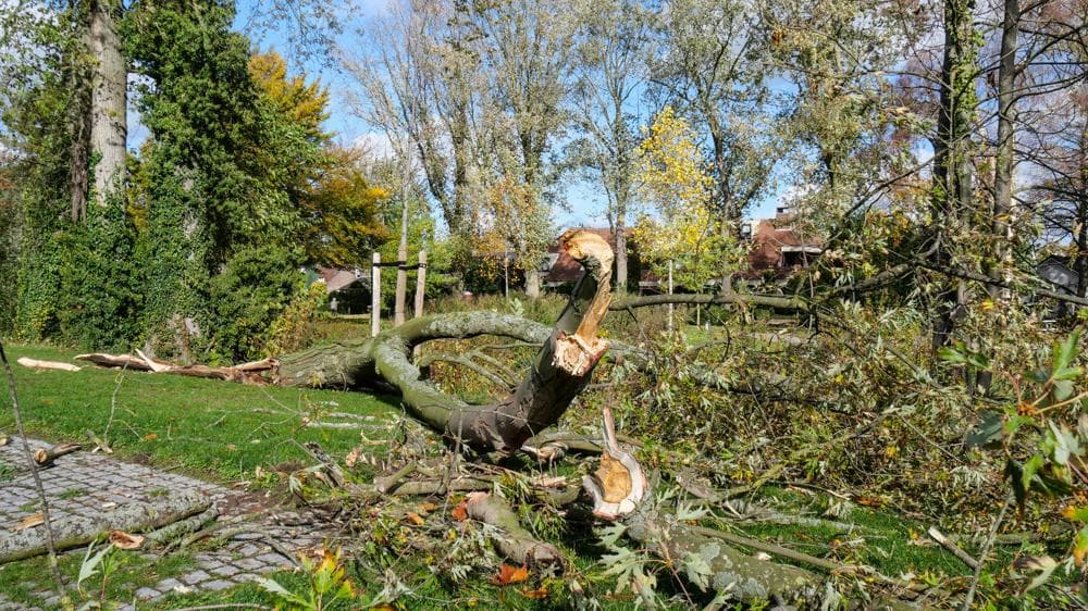 Stormschade (foto: Jos Hebben)