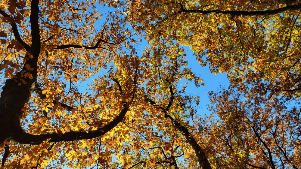 De droogte veroorzaakte een zogenaamde valse herfst. Bladeren aan de bomen verkleurden in augustus al of vielen simpelweg al van de bomen ten gevolge van de droogte. foto: Heidi Roest