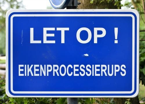 Kriebelalarm: de eikenprocessierups is er weer!