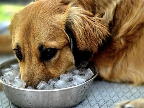 Alwéér 35 graden: zomer 2026 vestigt nieuw record met 8 extreem warme dagen