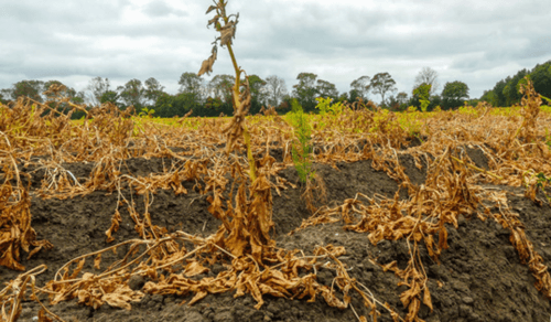 Grote schade door droogte