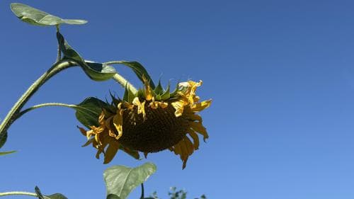 De vijfde regionale hittegolf van het jaar is een feit