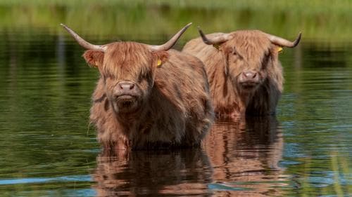 Hittegolf, let ook op de dieren!