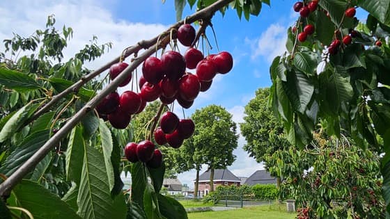 Zomer!