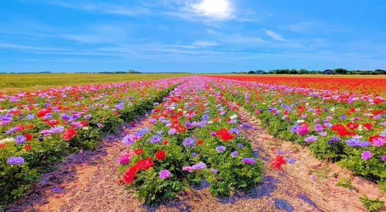 Wat een mooie bloemen zee over het land.