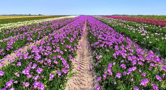 Heerlijk geurende Freesia's velden.