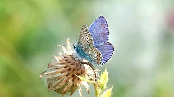 Icarusblauwtje 