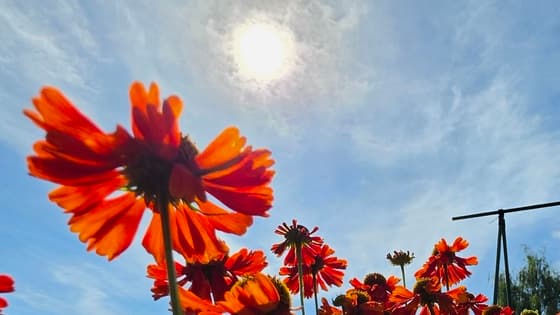 Zonnige zonnehoed!