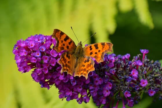 Gehakkelde aurelia in de vlinderstruik vanmiddag