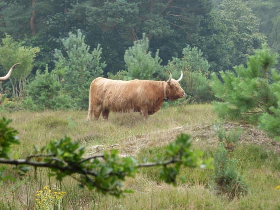 Code geel? Ik ben blij dat ik een jasje aan had. Westerheide Hilversum vanmorgen.