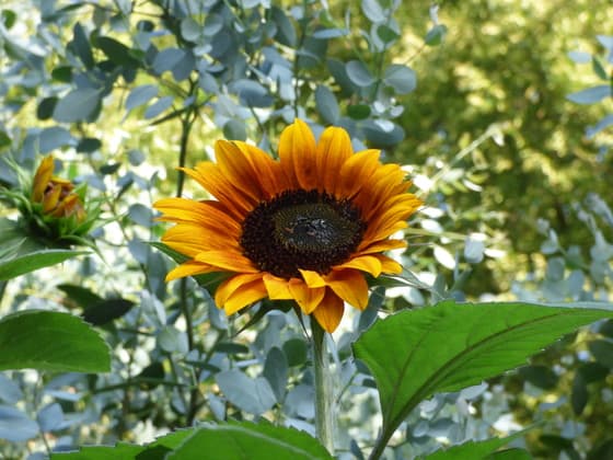 De bloem van de zomer! De zonnebloem! Blaricum vanmorgen.