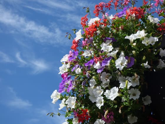 Zomer in Nederland!!!! Genieten! Vanmiddag in Blaricum.