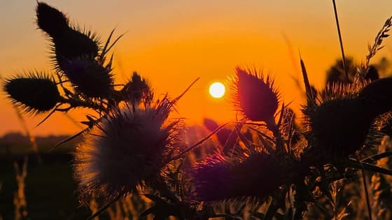 Prachtige zonsondergang in de betuwsepolder!