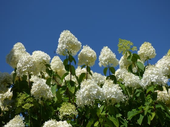 Zomer! Blaricum vanmiddag.