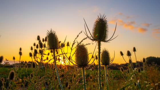 Mooie zonsopkomst vanmorgen in Beesd