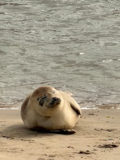Zonnende zeehonden 