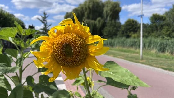 ZonnebloemIn de zon 