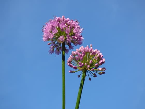 Morgen regen maar vandaag blauwe luchten. Allium (Sierui) Blaricum.