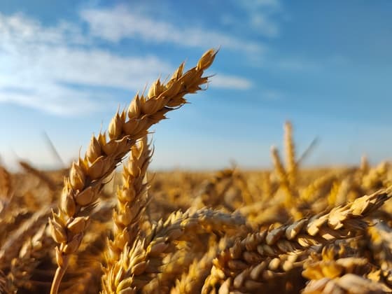 En ruik je de landerijen?