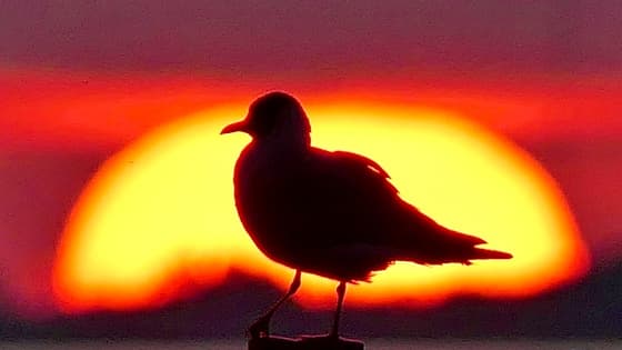 Zonsondergang IJsselmeer 