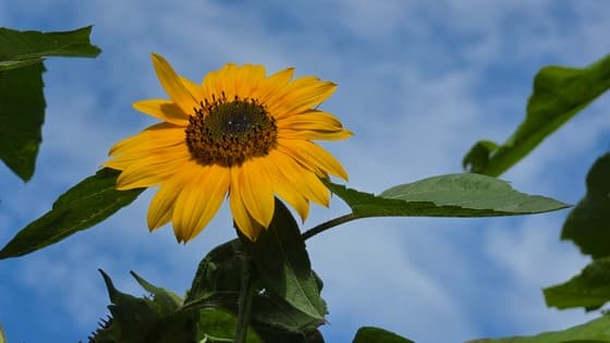 Stralende zonnebloem!