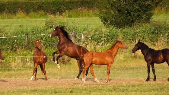 Spelende paarden in de wei