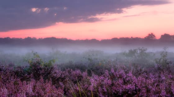 Mist op de bloeiende heide tijdens zonsopkomst.