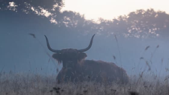 Schotse Hooglander in de mist.