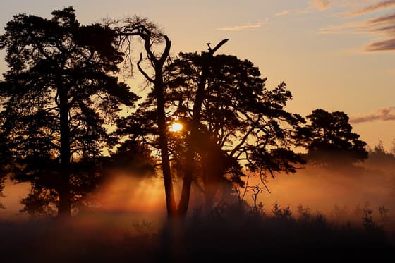 Zonsopkomst op het Eerderveld in ommen