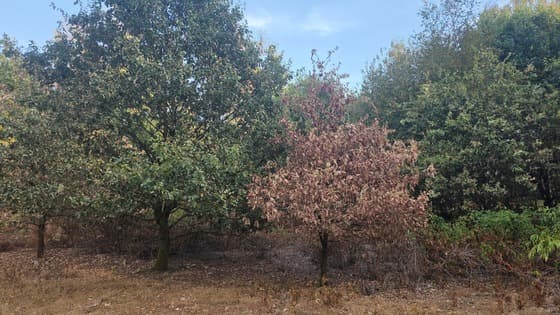 veel bomen leggen het loodje