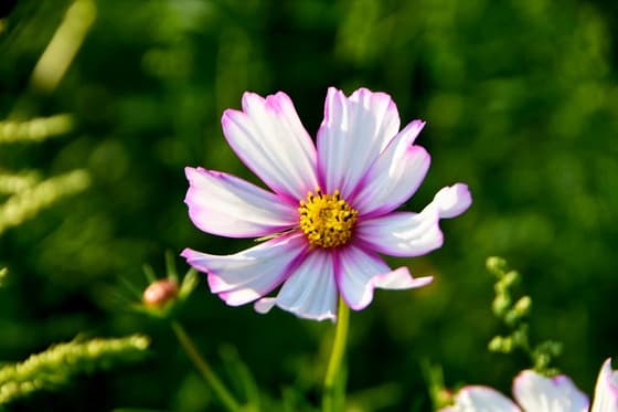 Bloem