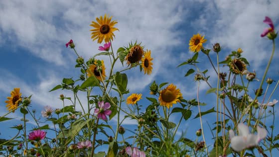 Sluierbewolking boven kleurrijke (zonne)bloemen