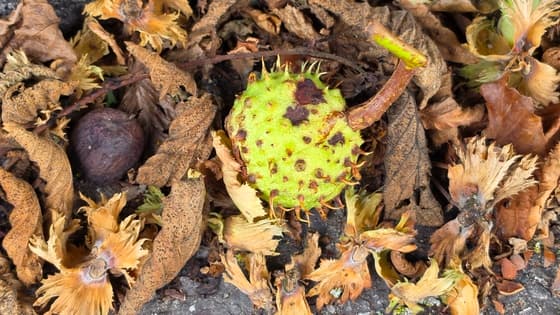 Herfst!