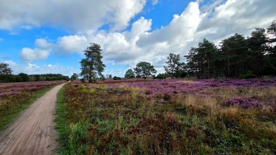 Heide op de Veluwe