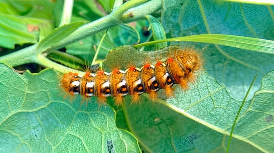 Rups van de zuringuil