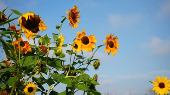 Zonnig 