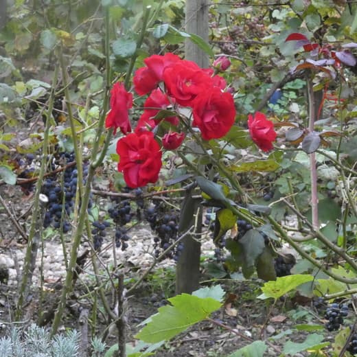Rozen tussen de druiven