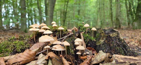 Mooie kleine paddenstoelen op een boomstronk in het bos