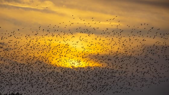 Zonsondergang vol met spreeuwen gisterenavond in de  Betuwe