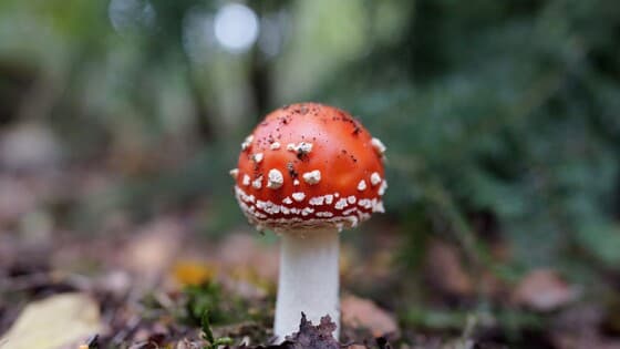 Herfst in het bos met een prachtige paddenstoel, vliegenzwam 