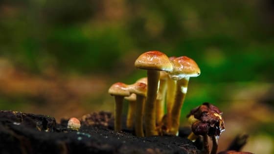 Paddenstoelen 