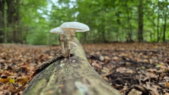 Herfst
