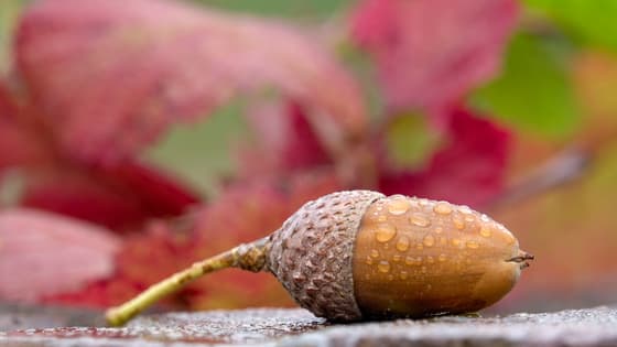Herfst 