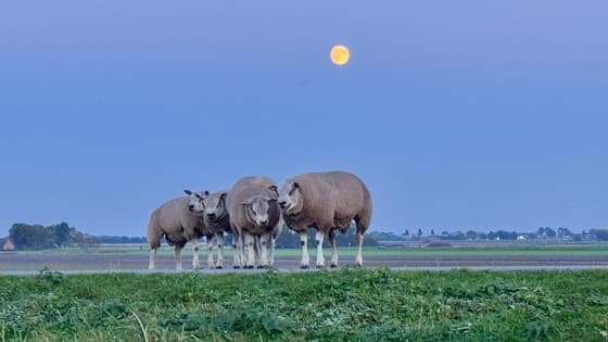 Bijna volle maan