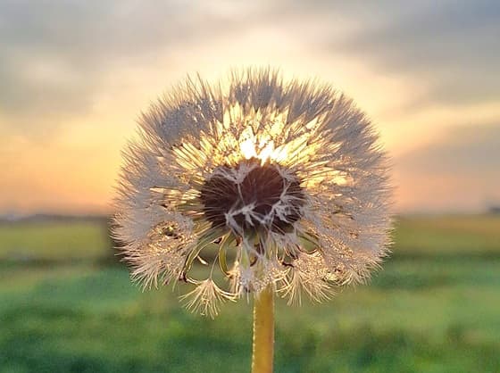 Goedemorgen