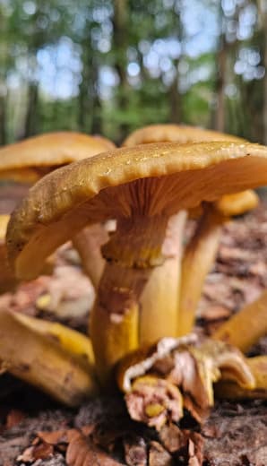 Herfst