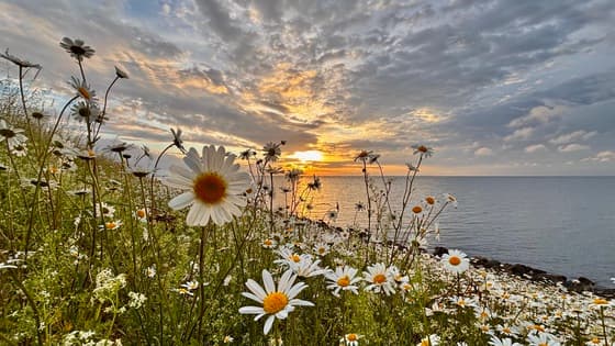 Zonsondergang IJsselmeer Andijk