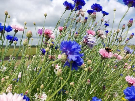 BLOEMEN, BIJ WOLKENLUCHT ZON WIND RIJNDIJK WOGNUM NH 3 JUNI