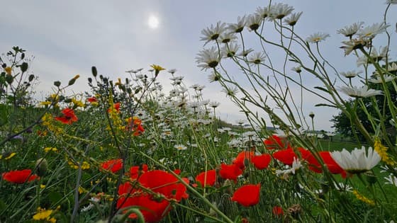 Zomer!