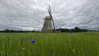 Mooi dicht grijs bewolkte lucht boven deze molen en korenbloemen